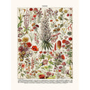 Sciences Naturelles - Fleurs Vivaces