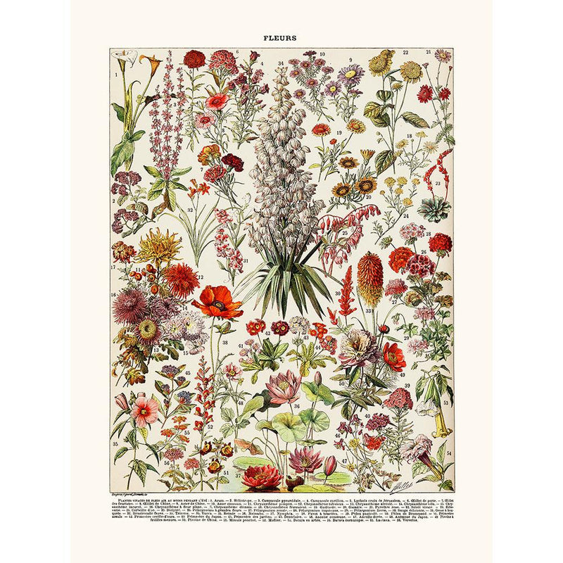 Sciences Naturelles - Fleurs Vivaces