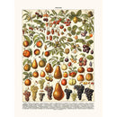 Sciences Naturelles - Fruits