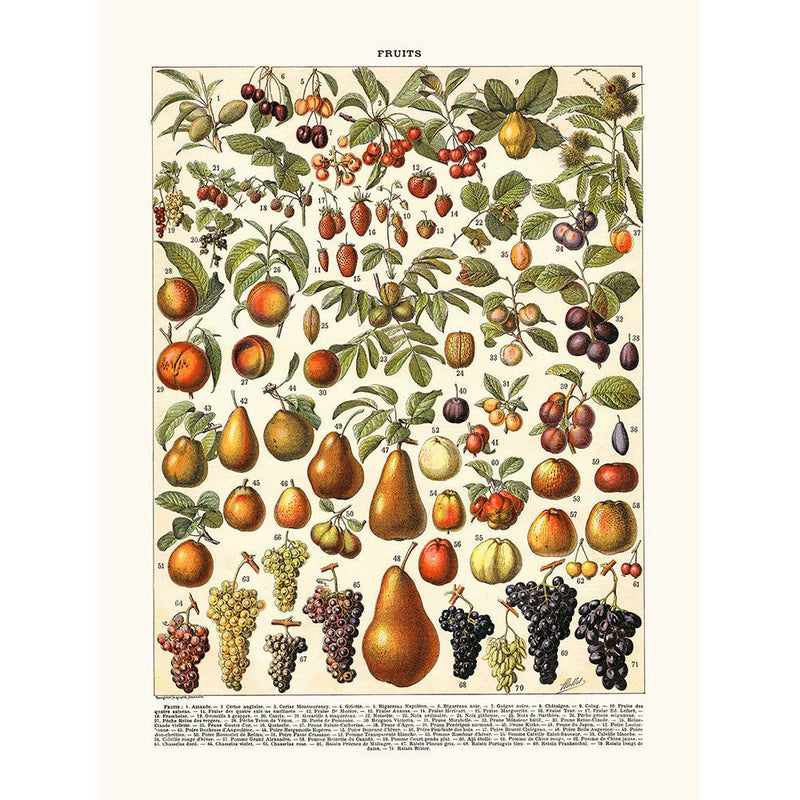 Sciences Naturelles - Fruits