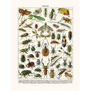 Sciences Naturelles - Insectes Hormetica...