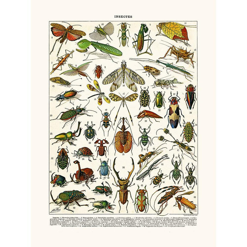 Sciences Naturelles - Insectes Hormetica...