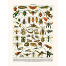 Sciences Naturelles - Insectes Platypria...