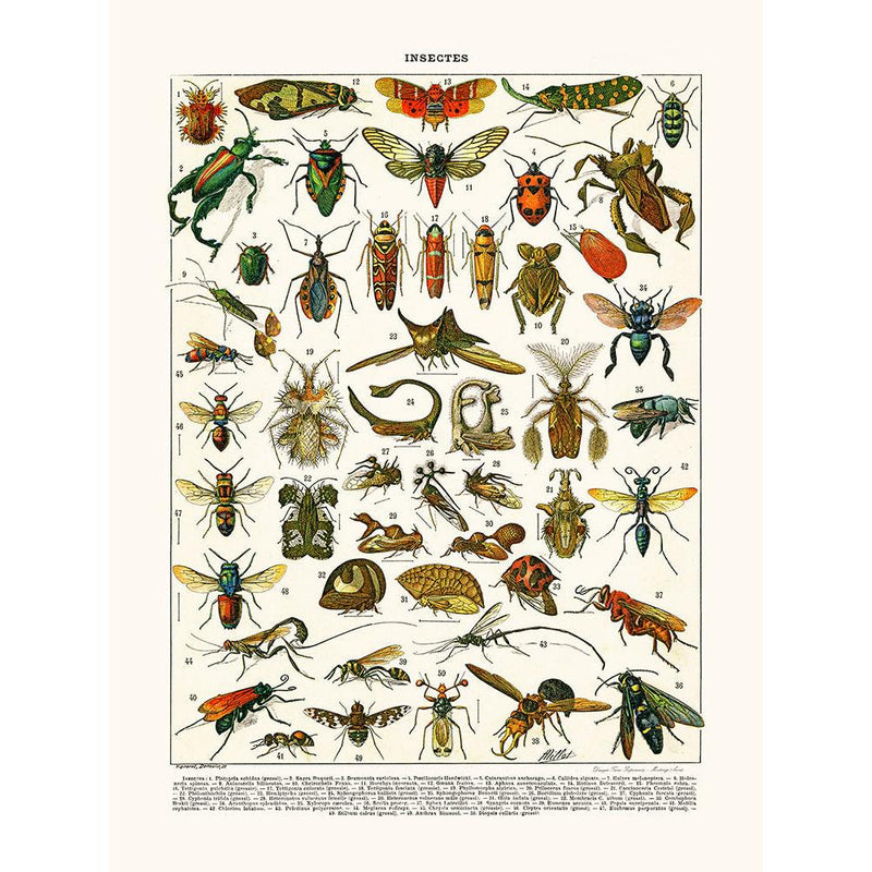 Sciences Naturelles - Insectes Platypria...