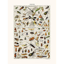 Sciences Naturelles - Insectes Utiles