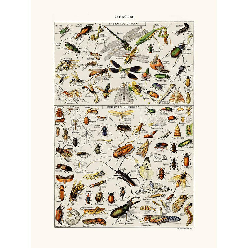 Sciences Naturelles - Insectes Utiles