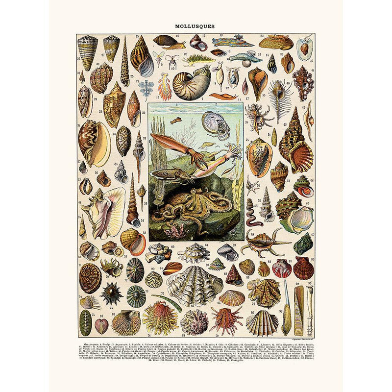Sciences Naturelles - Mollusques