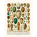 Sciences Naturelles - Oeufs Millot