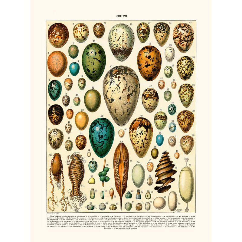 Sciences Naturelles - Oeufs Millot