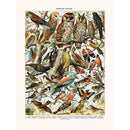 Sciences Naturelles - Oiseaux (Cresserelle)
