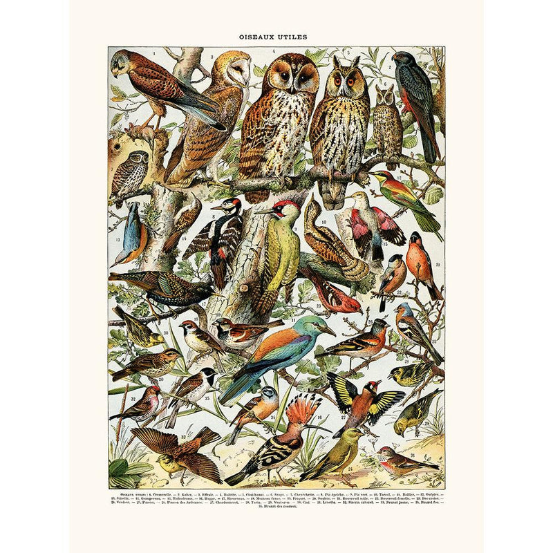 Sciences Naturelles - Oiseaux (Cresserelle)