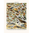 Sciences Naturelles - Oiseaux (Pipit)