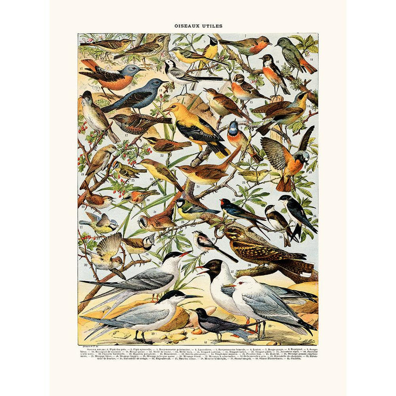Sciences Naturelles - Oiseaux (Pipit)