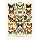 Sciences Naturelles - Papillons D'Europe