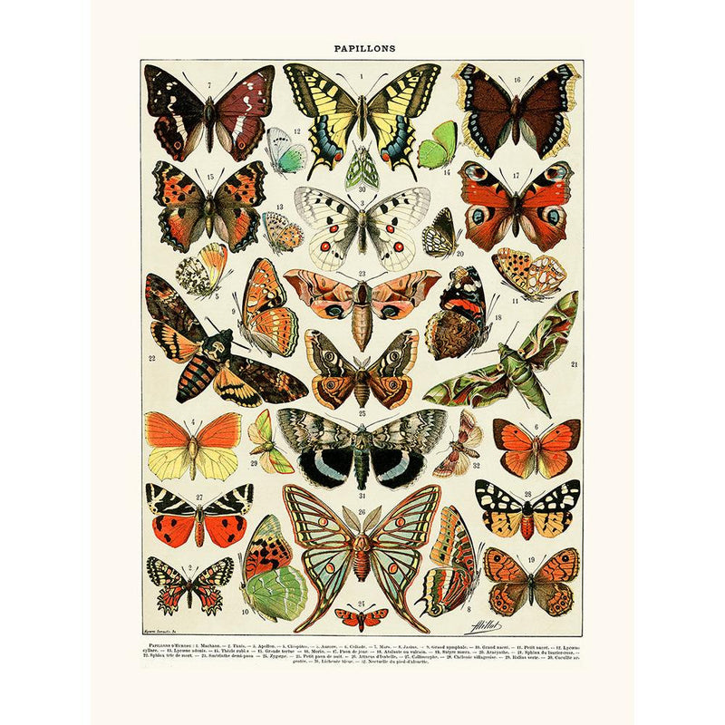 Sciences Naturelles - Papillons D'Europe