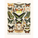 Sciences Naturelles - Papillons Exotiques