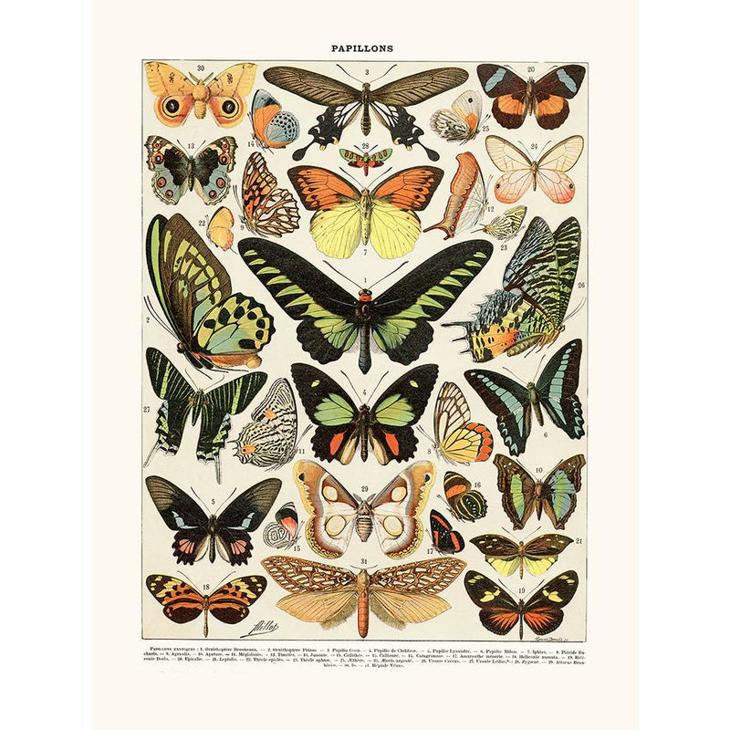 Sciences Naturelles - Papillons Exotiques