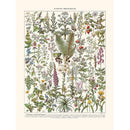 Sciences Naturelles - Plantes Medicinales (Absinthe..)
