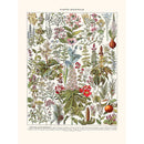 Sciences Naturelles - Plantes Medicinales (Gui..)