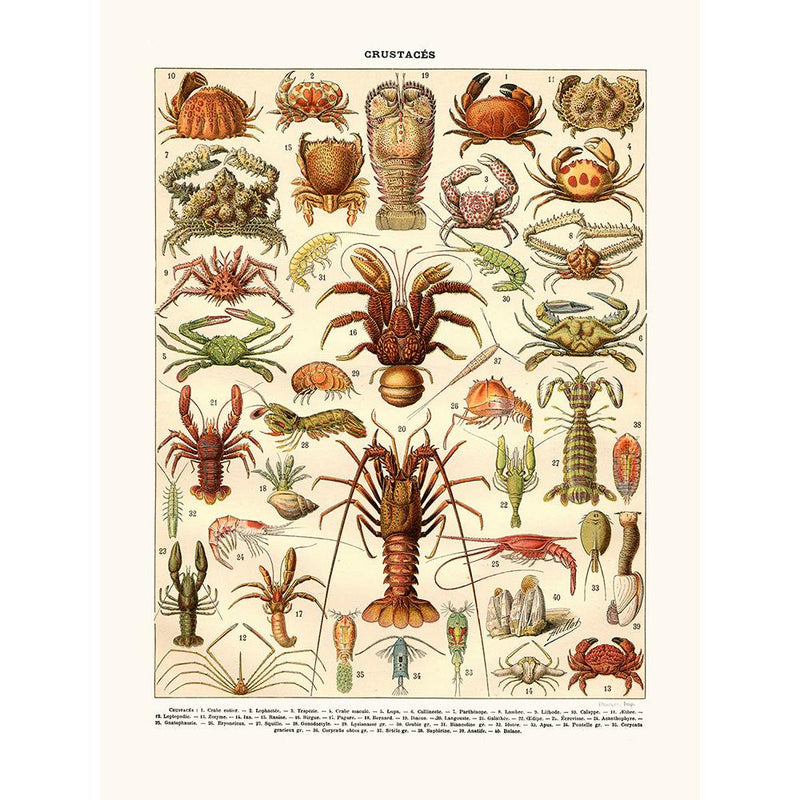 Sciences Naturelles - Crustacés