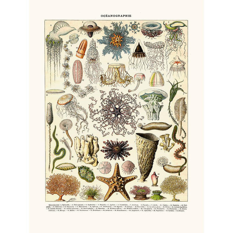 Sciences Naturelles - Océanographie