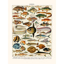 Sciences Naturelles - Millot,poissons Cernier