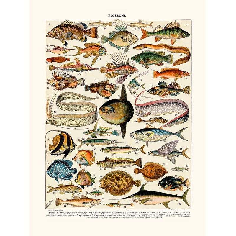 Sciences Naturelles - Millot,poissons Cernier