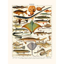 Sciences Naturelles - Millot,poissons Goujon