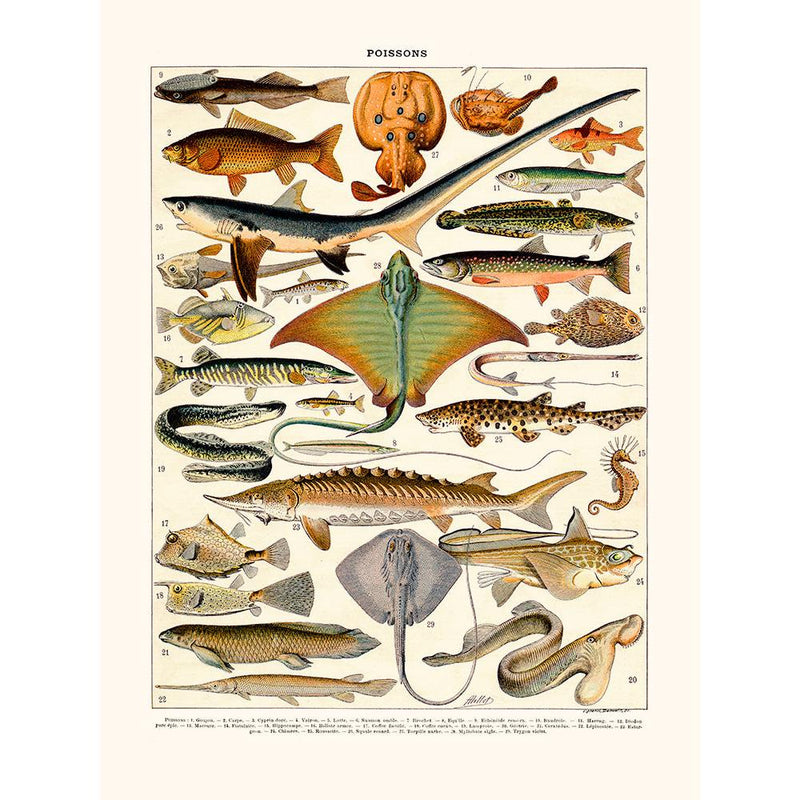 Sciences Naturelles - Millot,poissons Goujon