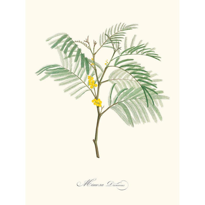 Sciences Naturelles - Mimosa
