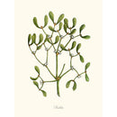 Sciences Naturelles - Mistletoe,Gui