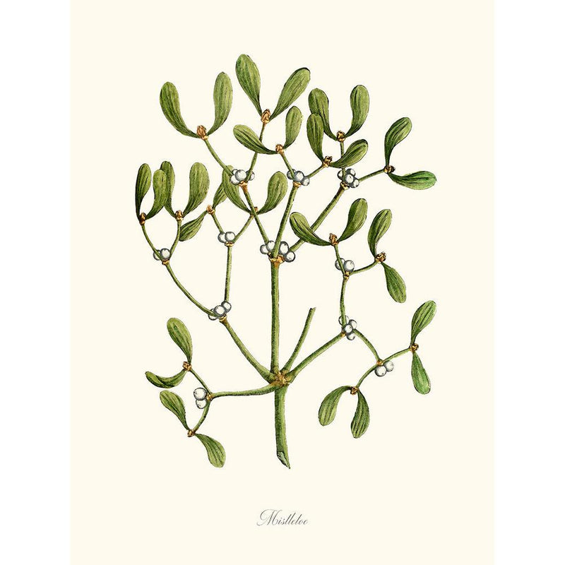 Sciences Naturelles - Mistletoe,Gui
