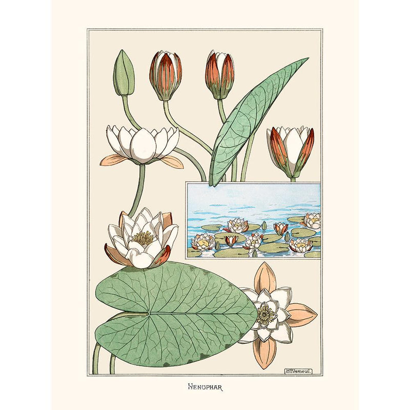 Sciences Naturelles - M.P Verneuil,Nénuphar