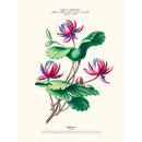 Sciences Naturelles - Nénuphear,Flore D'Amérique