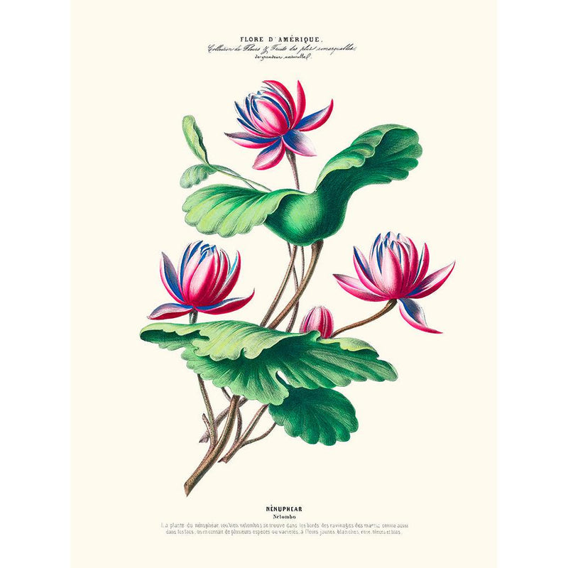 Sciences Naturelles - Nénuphear,Flore D'Amérique