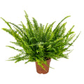 Nephrolepis Green Lady – Planta de interior