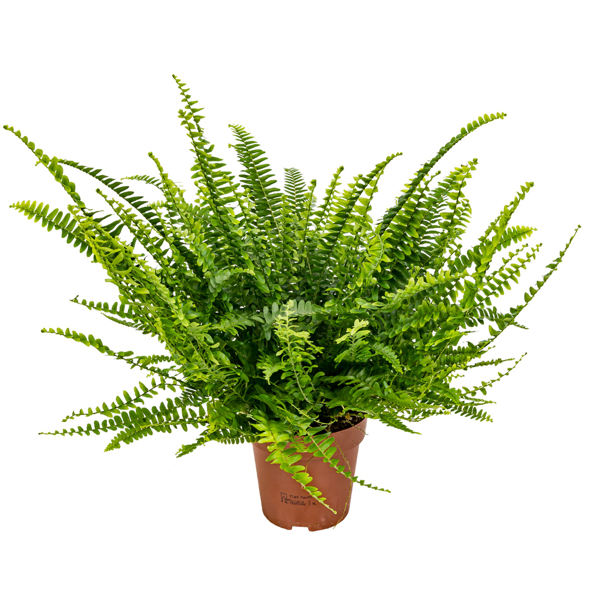 Nephrolepis Green Lady – Planta de interior