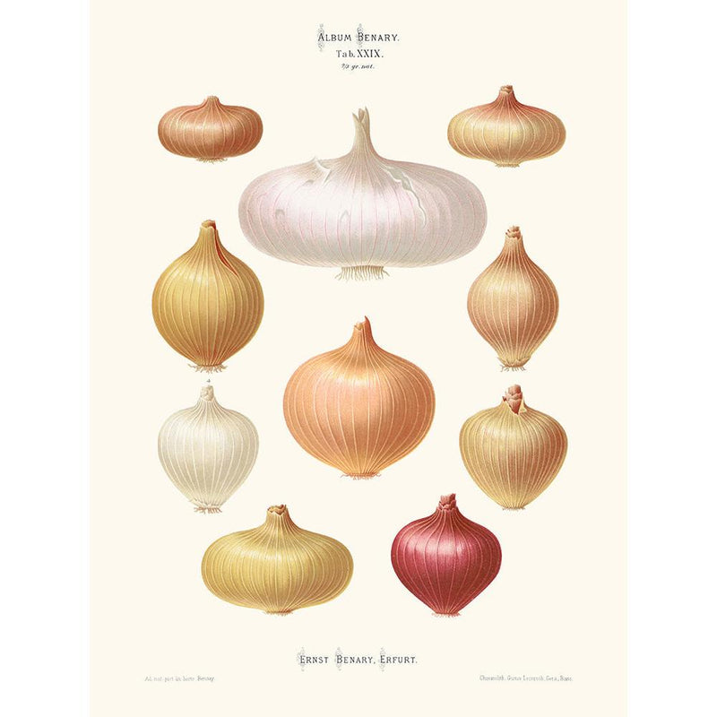 Sciences Naturelles - Oignons,Ernst Benary