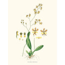 Sciences Naturelles - Oncidium Barbatum
