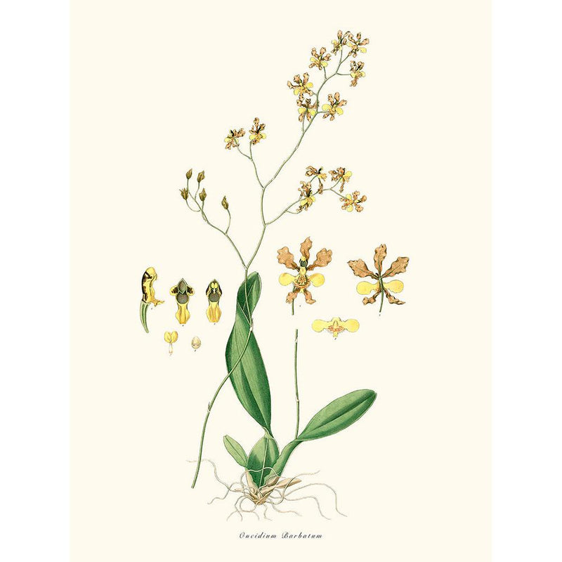 Sciences Naturelles - Oncidium Barbatum
