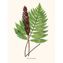 Sciences Naturelles - Onoclea Sensibilis