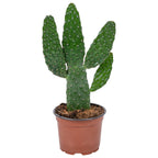 Opuntia Rubescens – Planta de interior