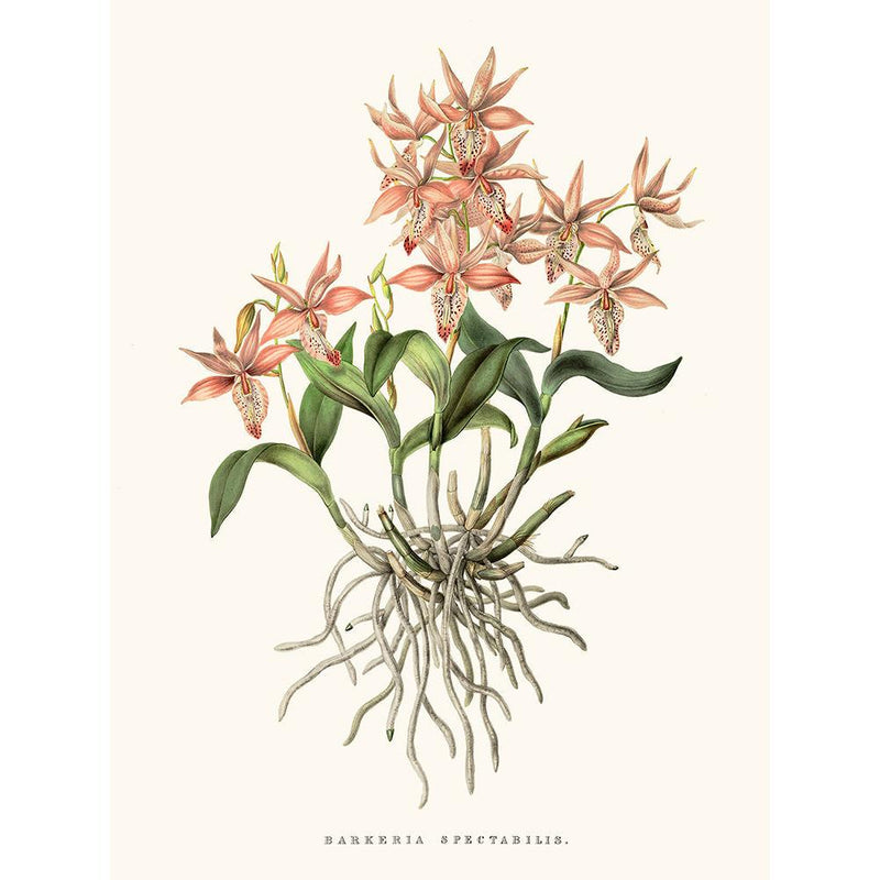 Sciences Naturelles - Orchidée Barkeria