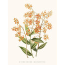 Sciences Naturelles - Orchidée Epidendrum Orange