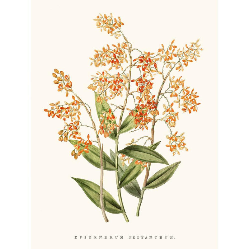 Sciences Naturelles - Orchidée Epidendrum Orange