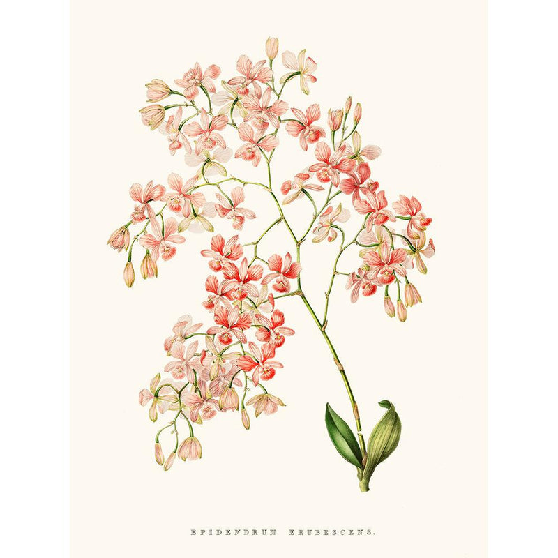 Sciences Naturelles - Orchidée Epidendrum Rose