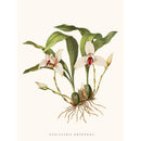 Sciences Naturelles - Orchidée Maxillaria