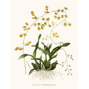 Sciences Naturelles - Orchidée Oncidium