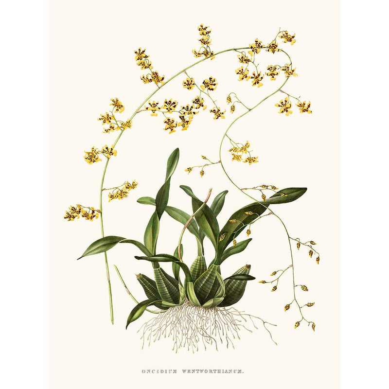 Sciences Naturelles - Orchidée Oncidium