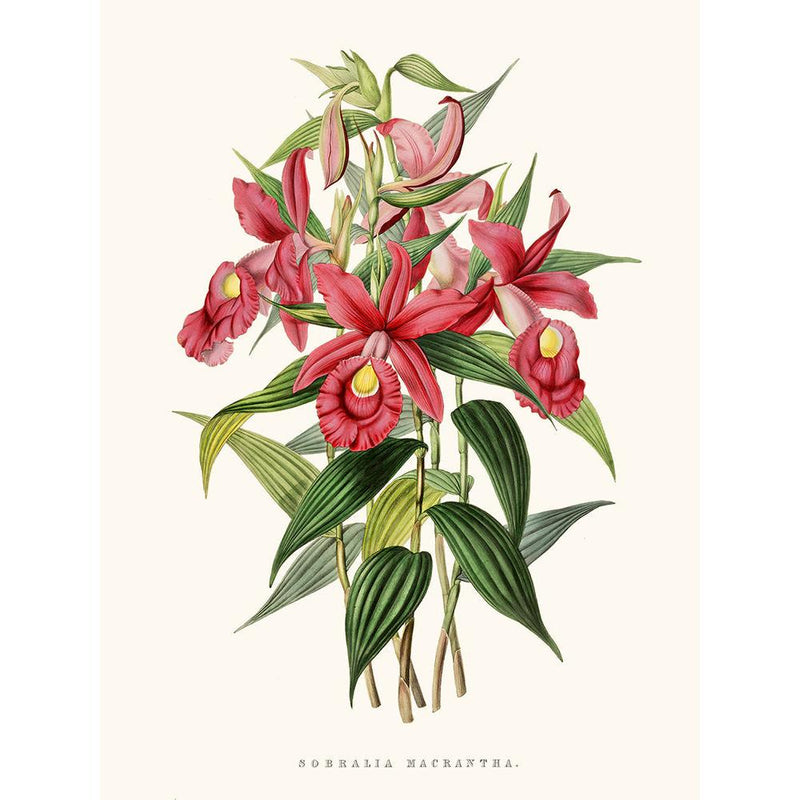 Sciences Naturelles - Orchidée Sobralia